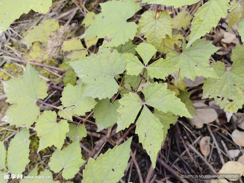 野外生长的嫩绿植物