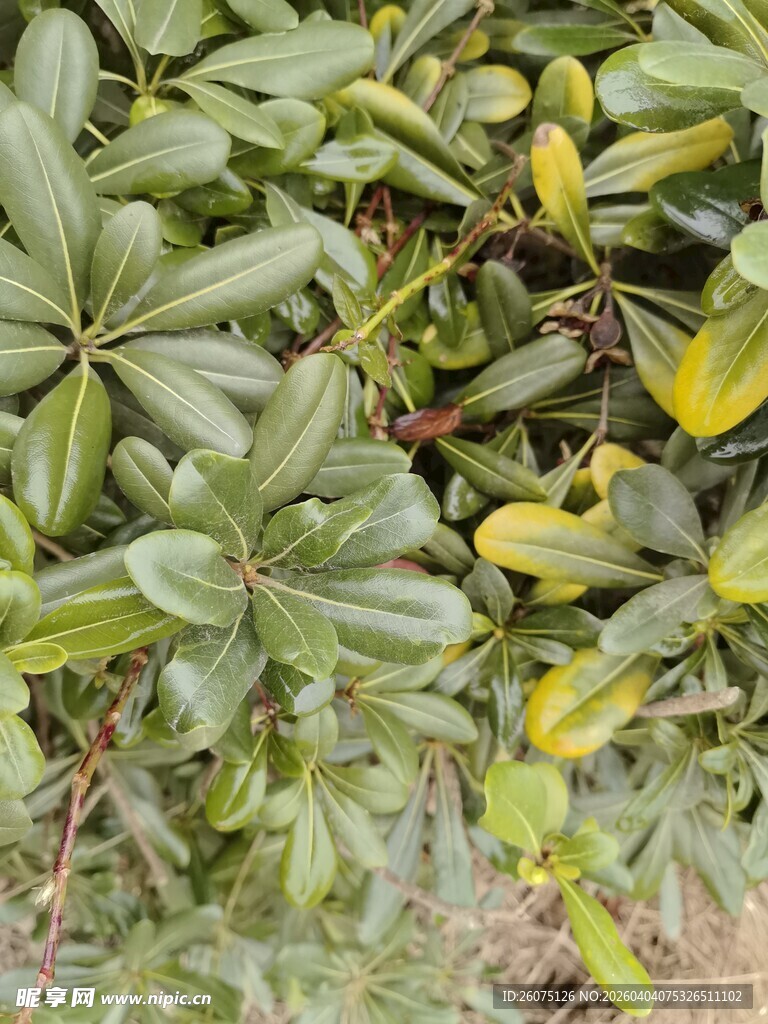 绿叶繁茂的植物景观