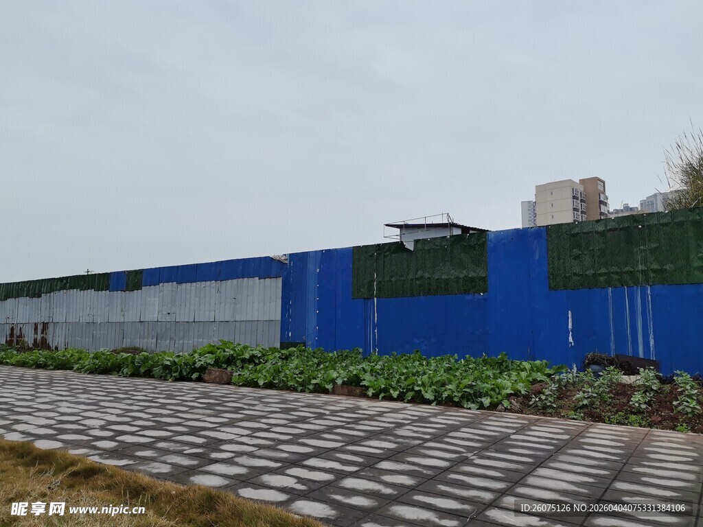 蓝色围墙旁的整齐绿植