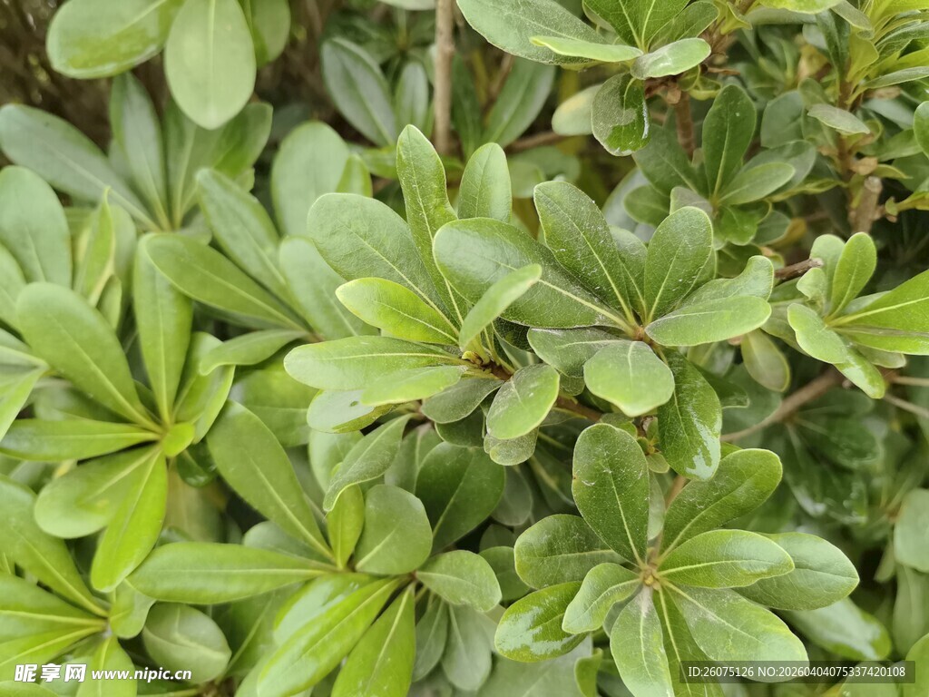 翠绿繁茂的海桐枝叶