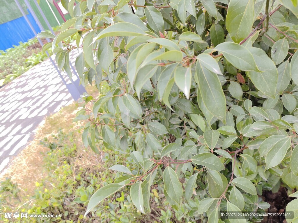 绿叶繁茂的植物景观