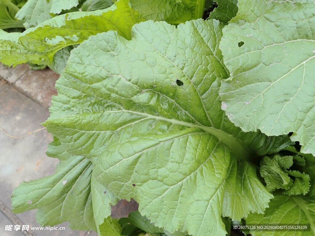 鲜嫩绿叶蔬菜特写