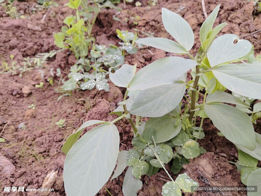 田间生长的多叶植物