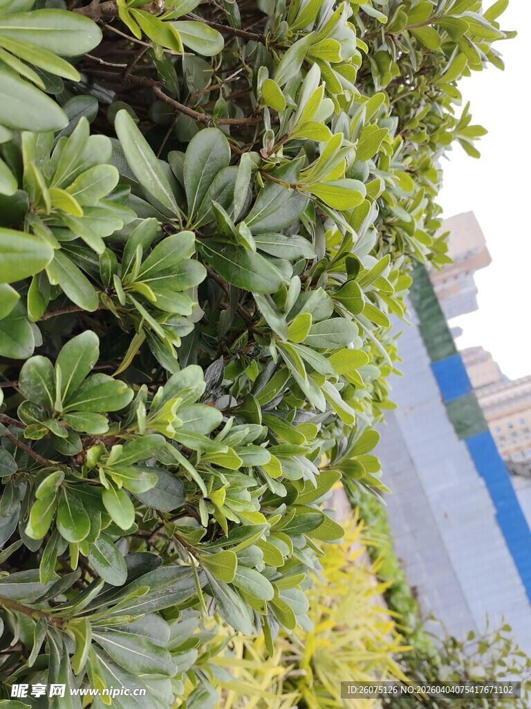 墙面绿植景观