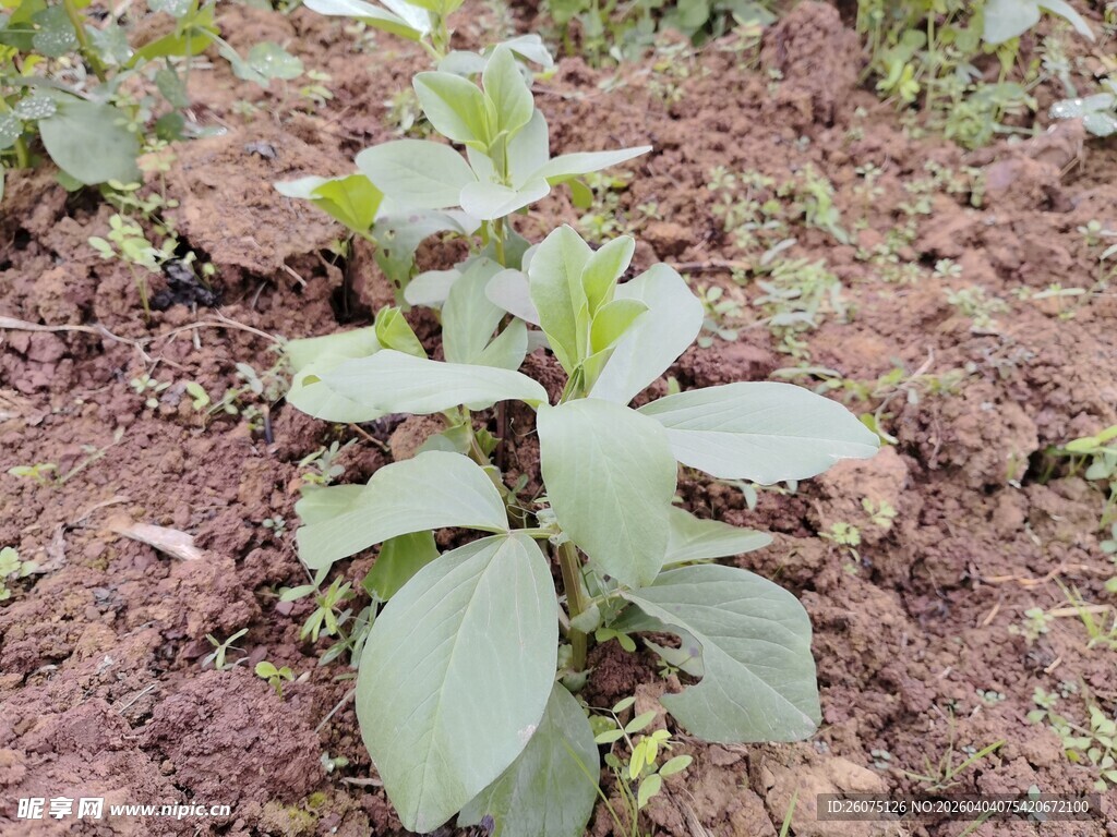 田间生长的嫩绿植物