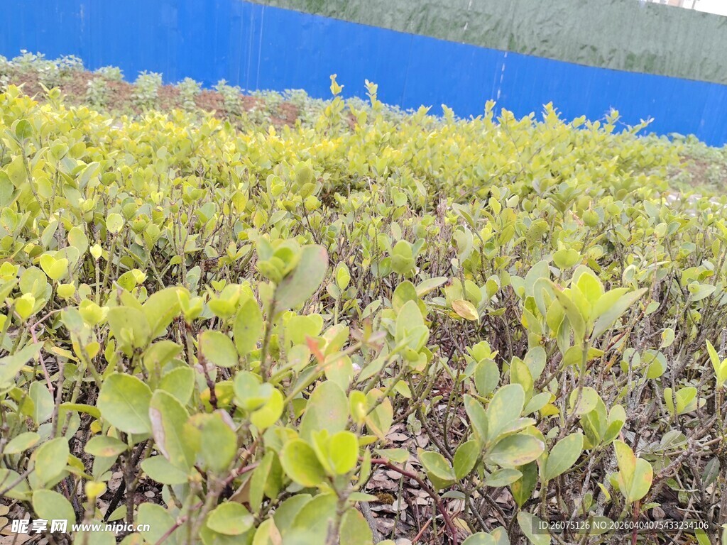 田野中的嫩绿植物