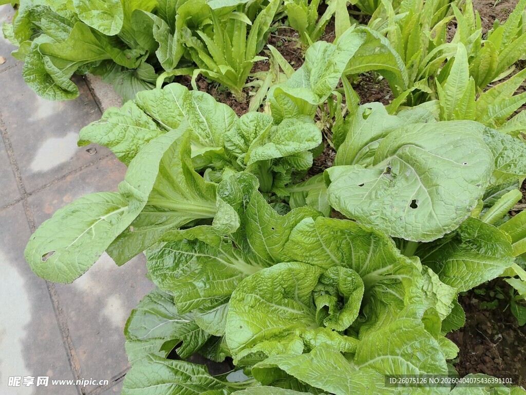 鲜嫩生菜植株特写