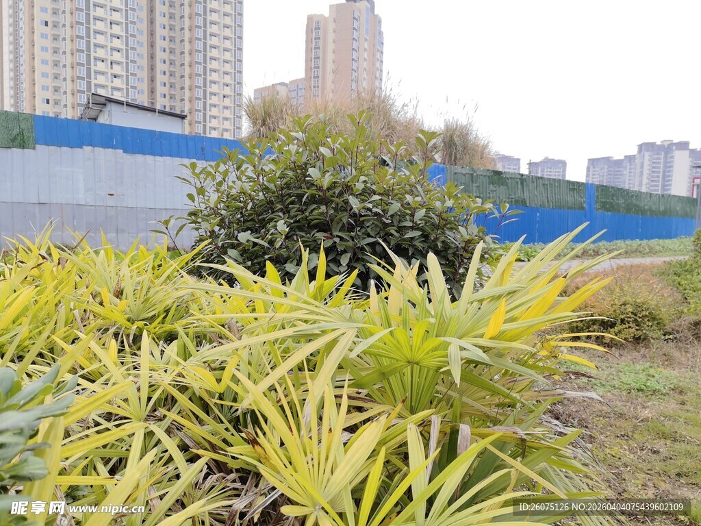 城市边的翠绿植物景观
