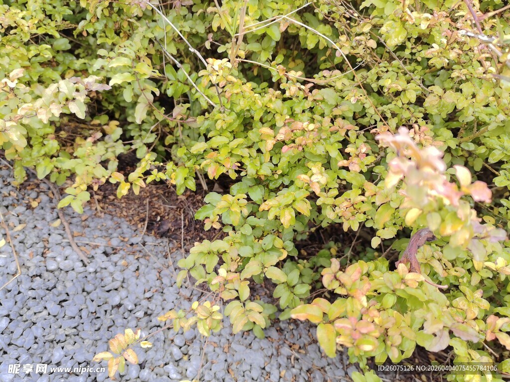 绿叶繁茂的路边植物