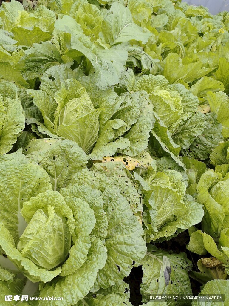 新鲜生菜堆叠