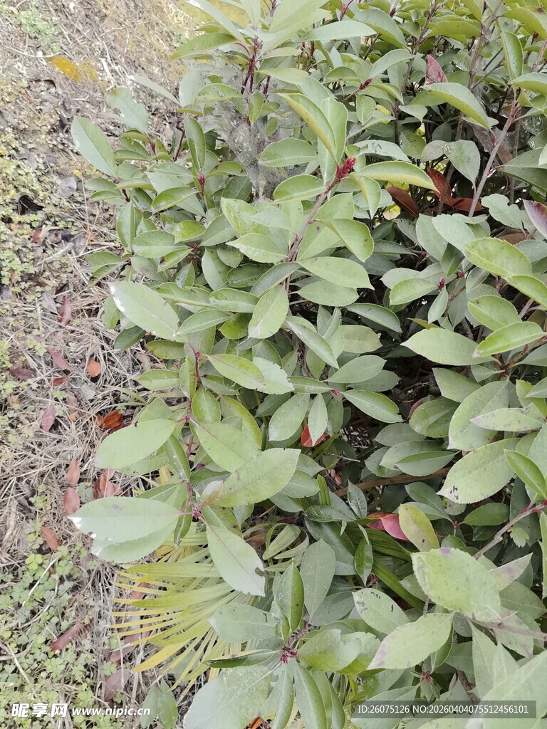 绿叶植物特写