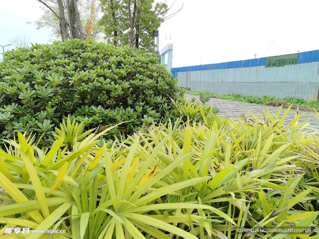 翠绿植物景观