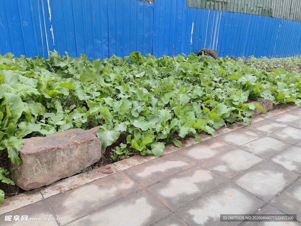 户外菜园中的绿色蔬菜