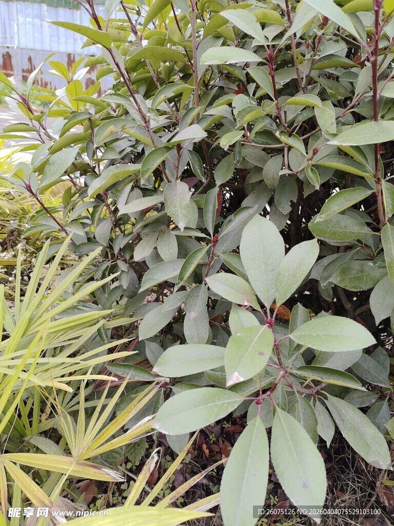 多样绿植展现自然生机