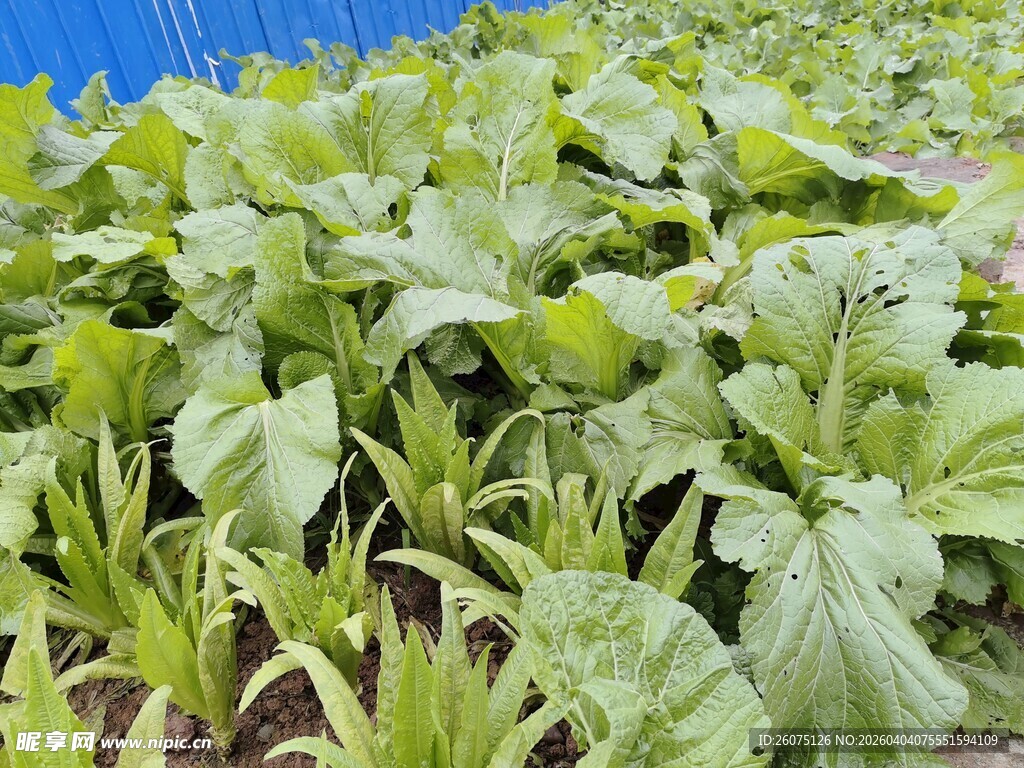 绿色蔬菜种植地