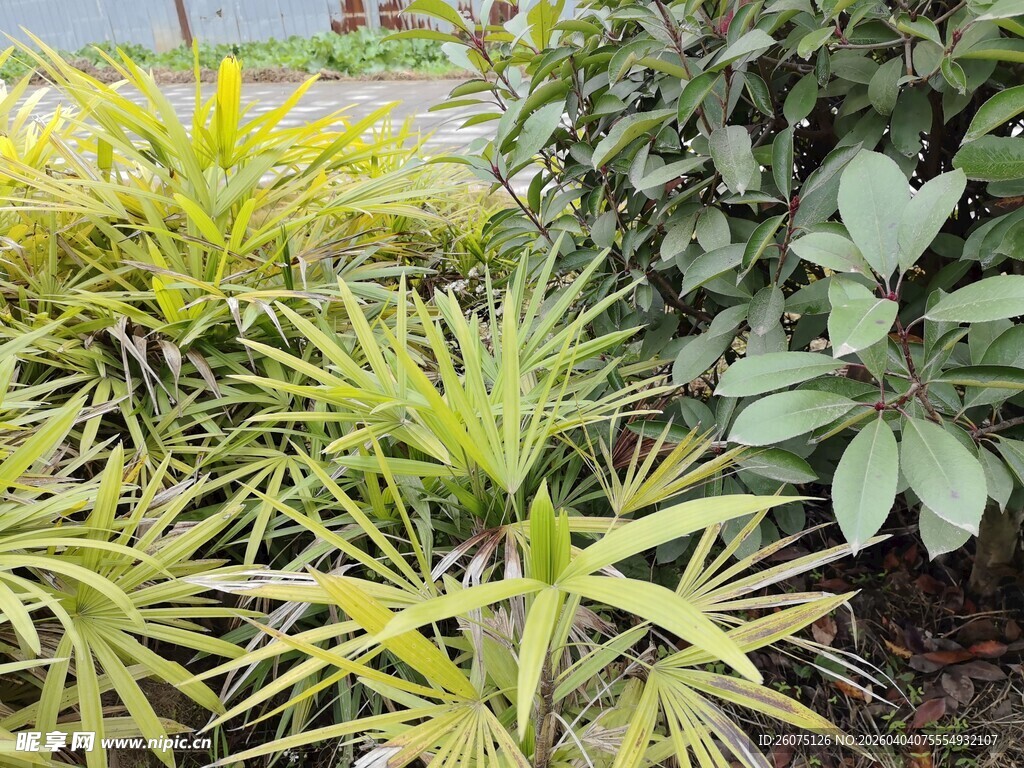 黄绿相间的多样植物景观