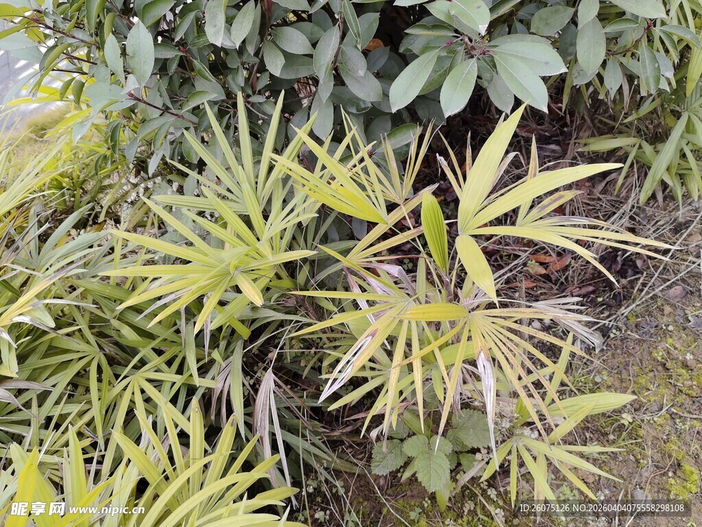 黄绿相间的植物景观