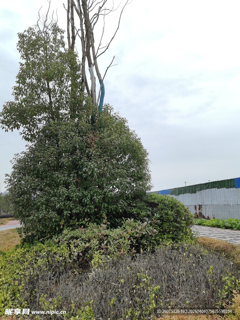 岸边葱郁树木与河道景观