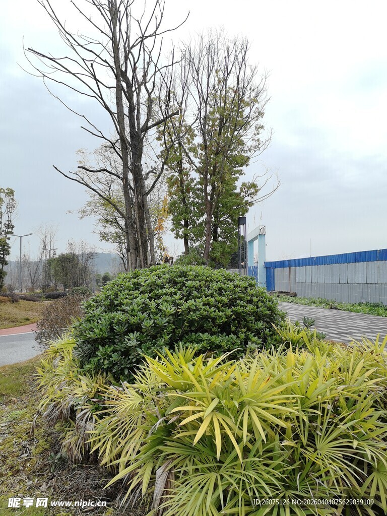 户外绿植与树木景观