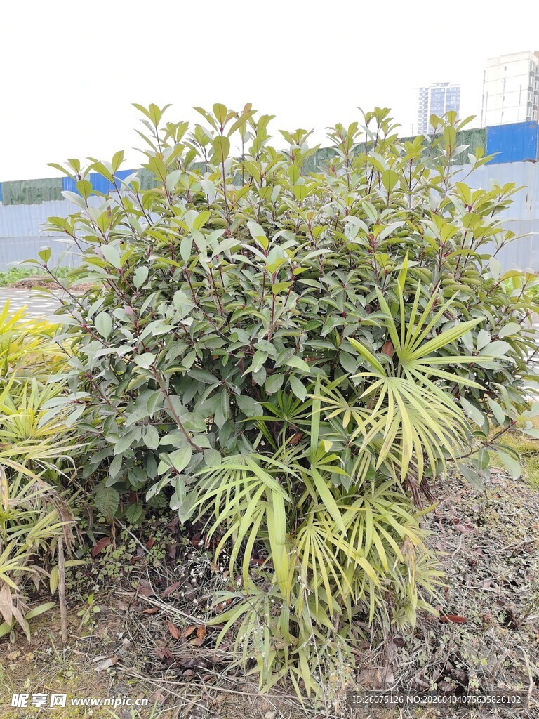 绿叶繁茂的户外植物