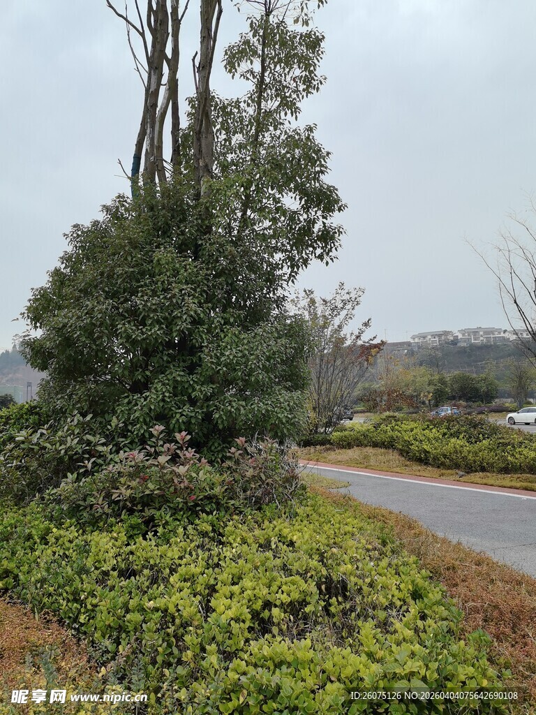 乡村路旁绿植景观