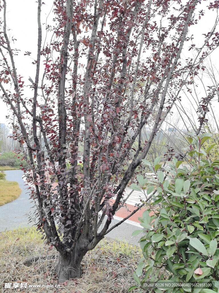 盛开的紫叶李树