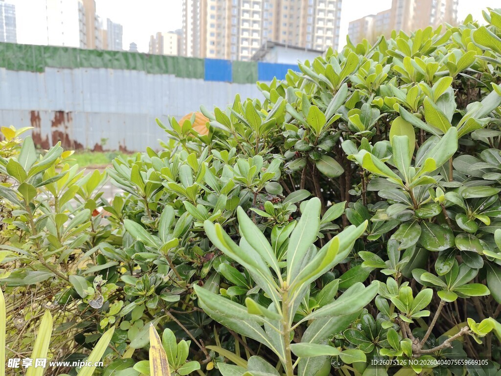 城市边的绿植景观