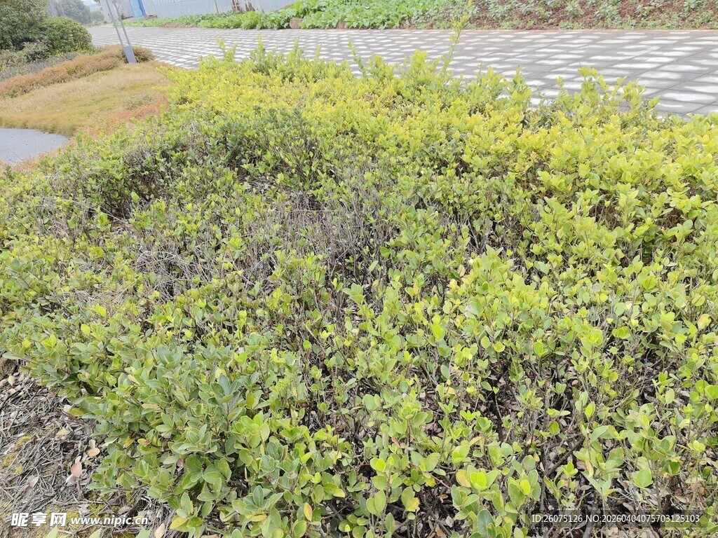 户外绿色繁茂植物景观