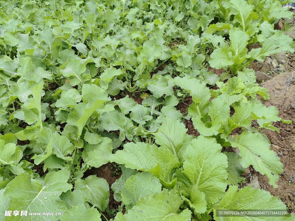 田间嫩绿生菜苗