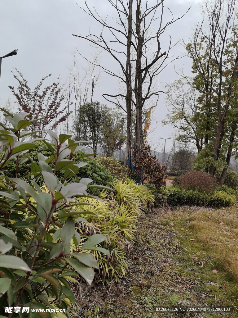 冬日绿植与光秃树木景观