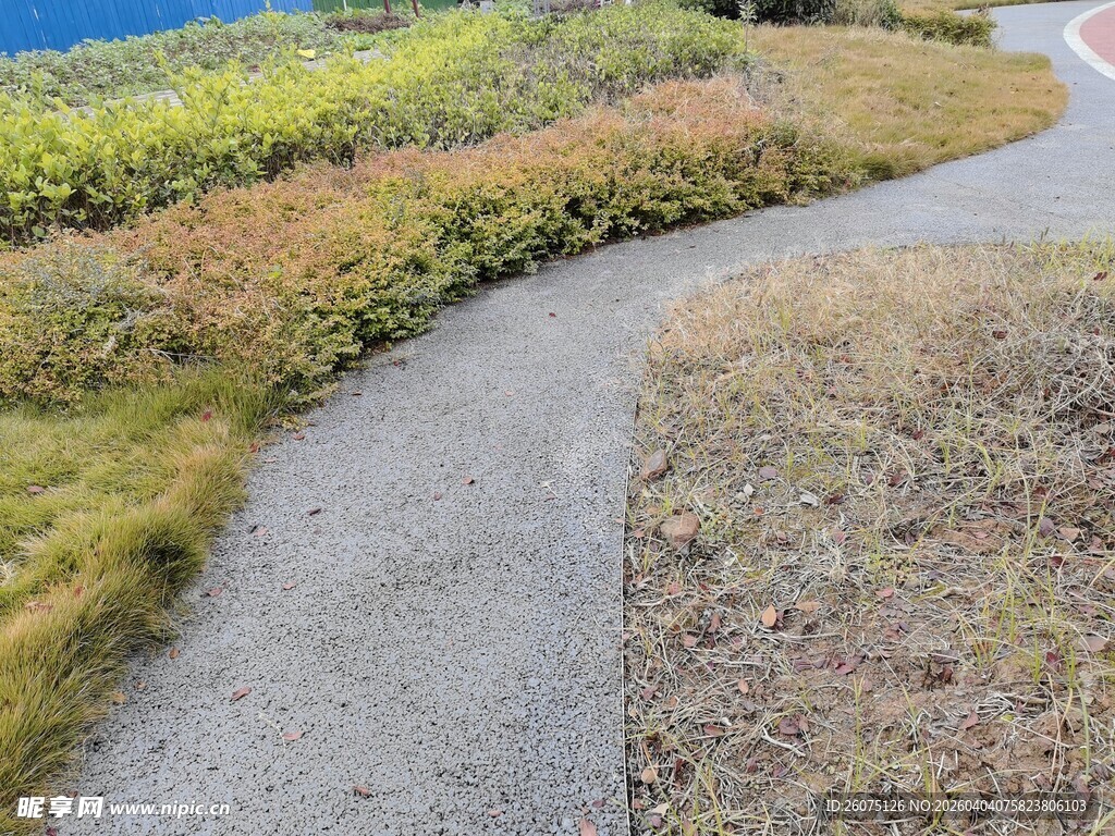 蜿蜒小径旁的多彩植被