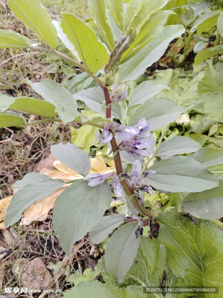 紫色小花植物特写