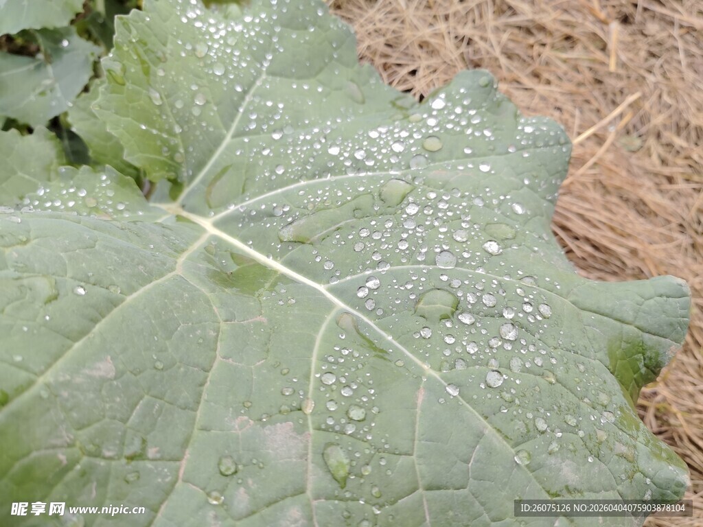 叶片上的晶莹水珠