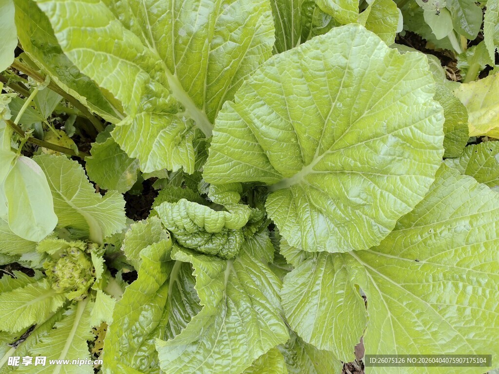 鲜嫩生菜植株特写