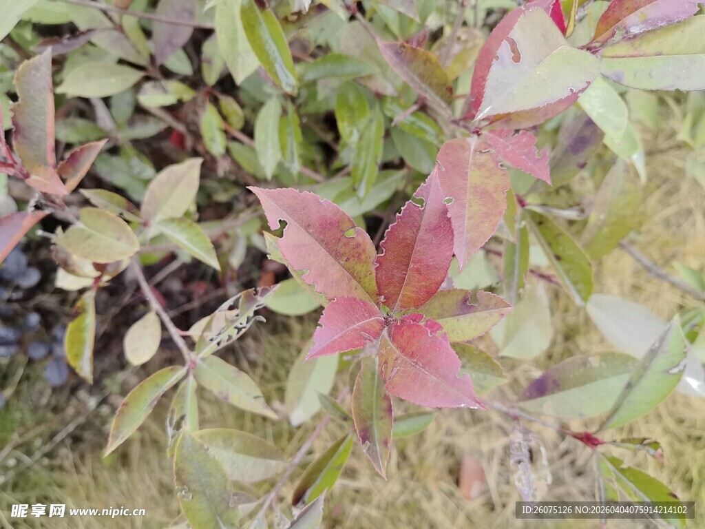 多彩叶片植物特写