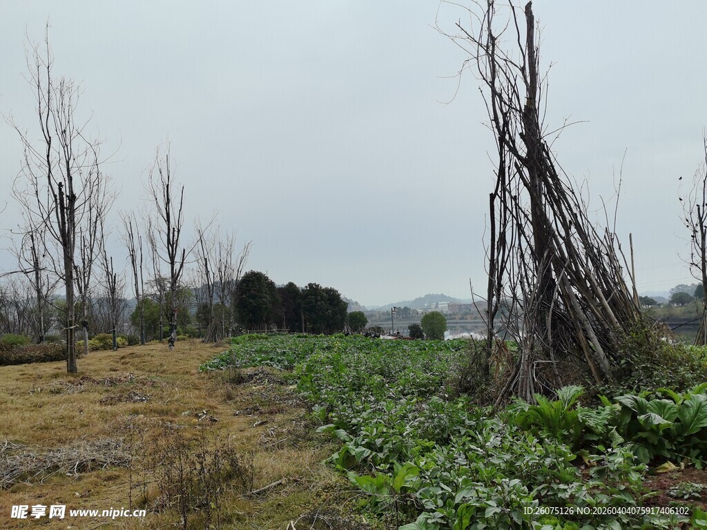 田野间的枯树与绿植景观
