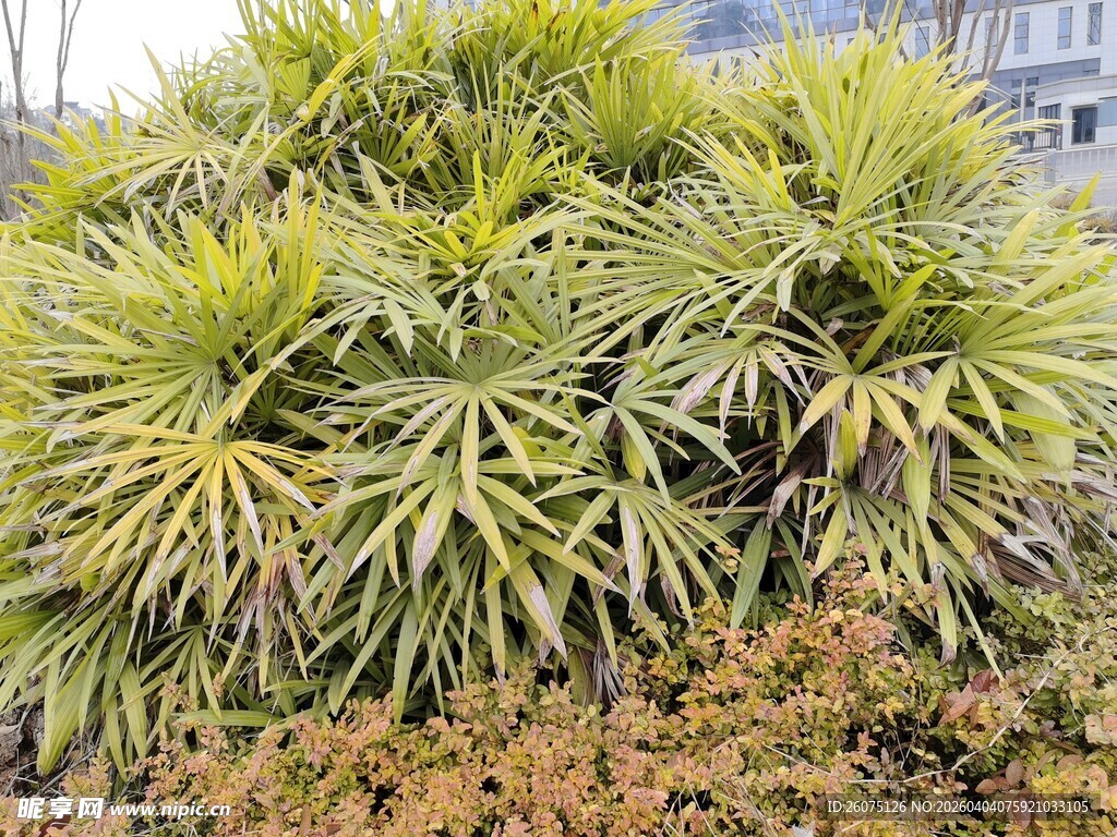 翠绿龙血树植物景观