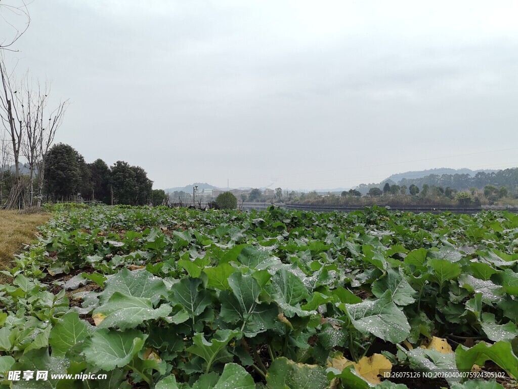 田园蔬菜种植景观