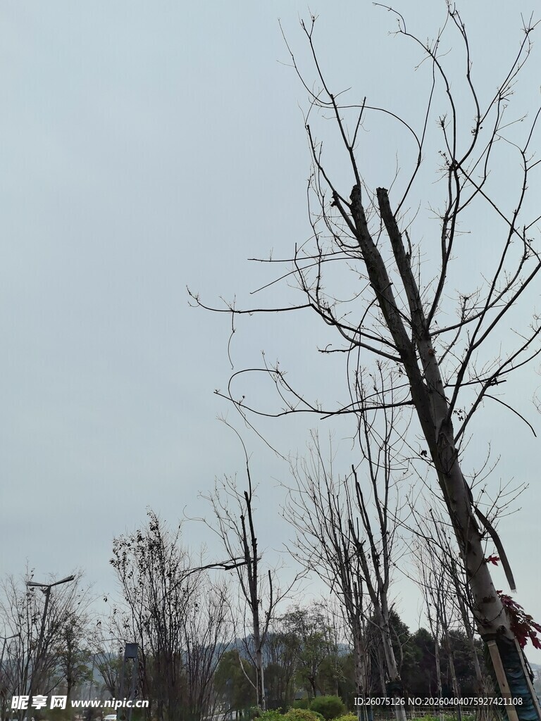枯树挺立的萧瑟景象