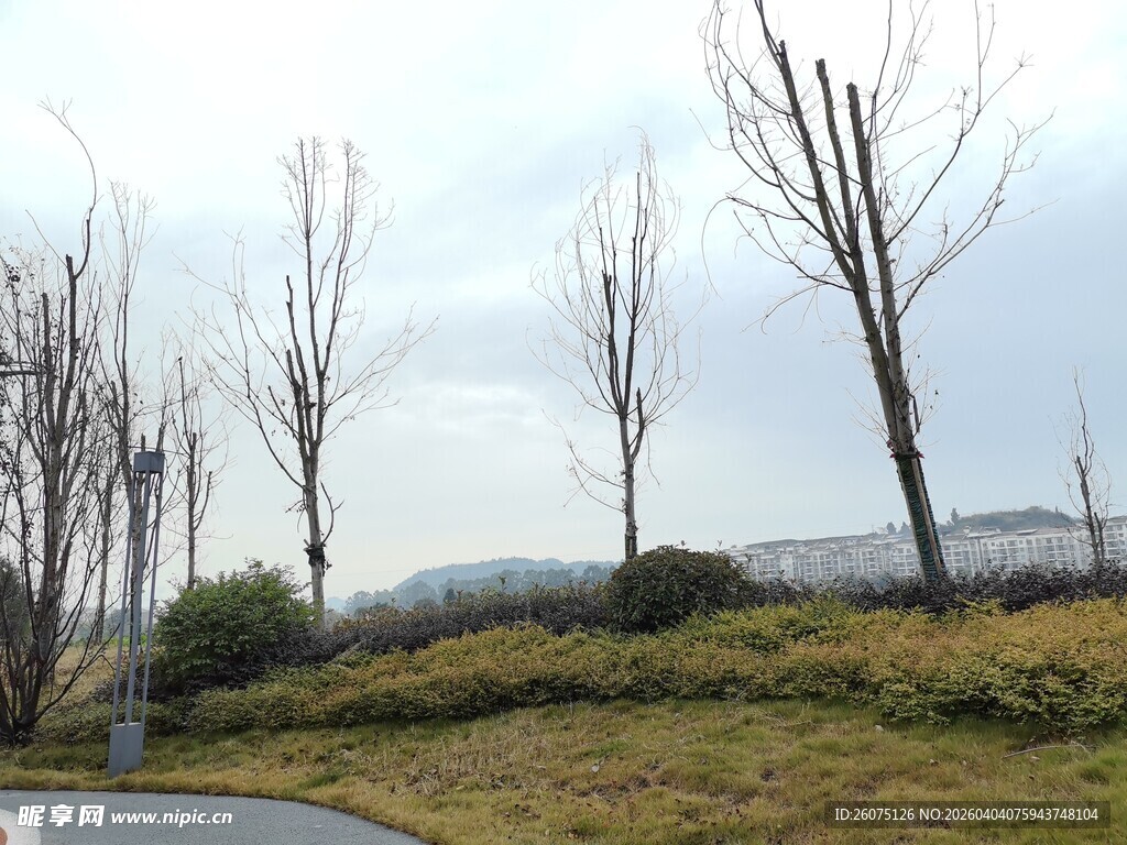 冬日路旁光秃树木景观