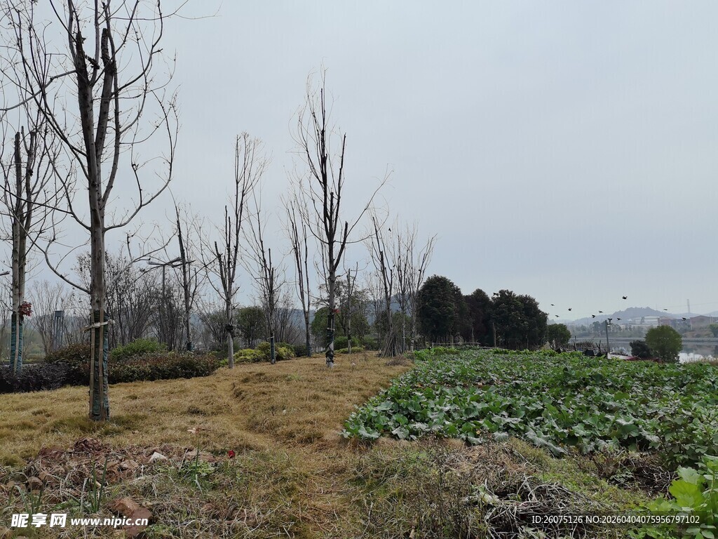 冬日郊野田园景象