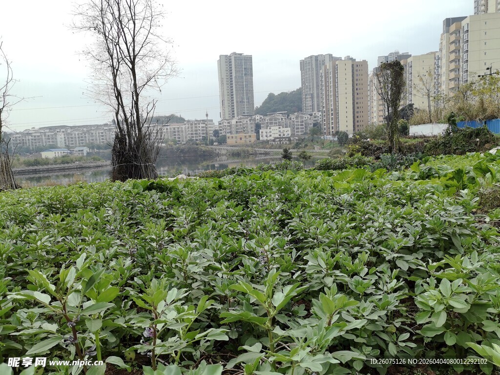 城市中的绿色农田景观