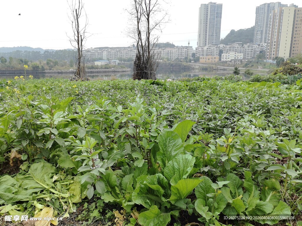 城郊农田绿意盎然