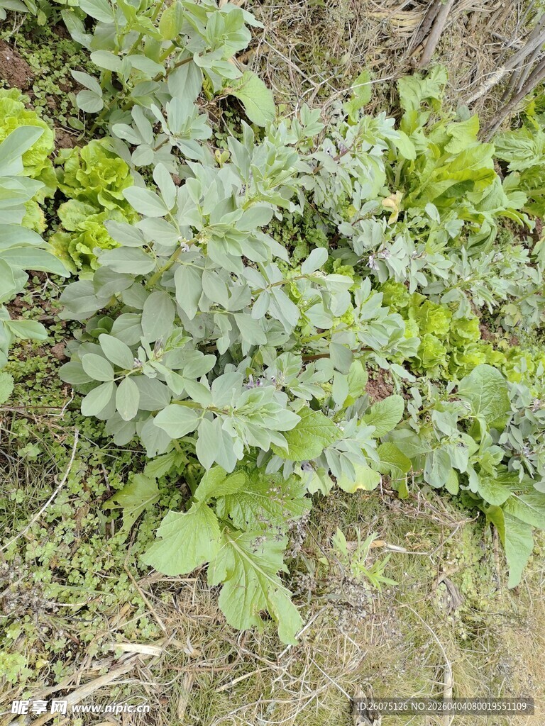 绿叶植物特写