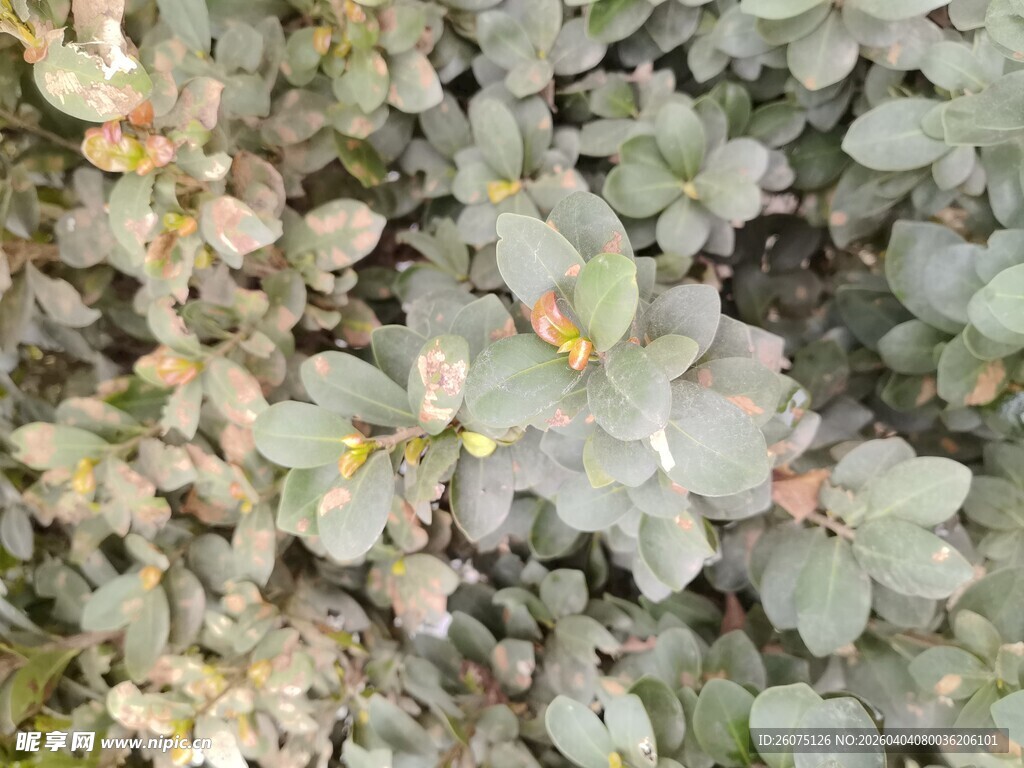 灰绿色叶片植物特写