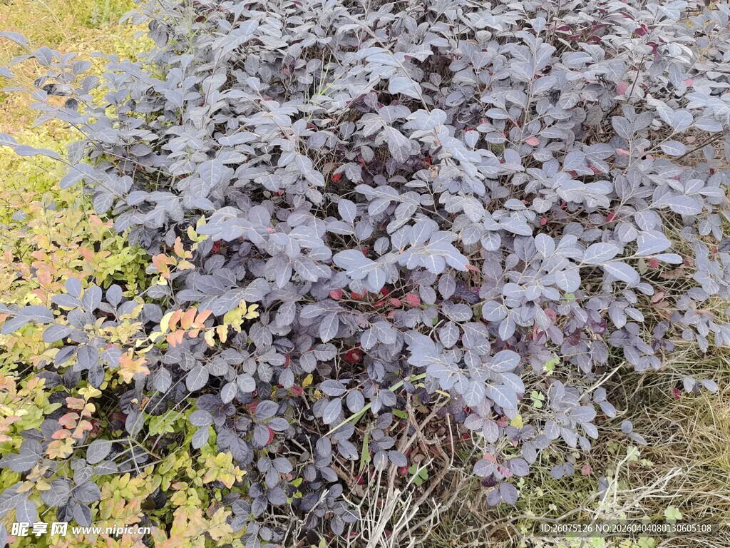 紫色灌木丛特写