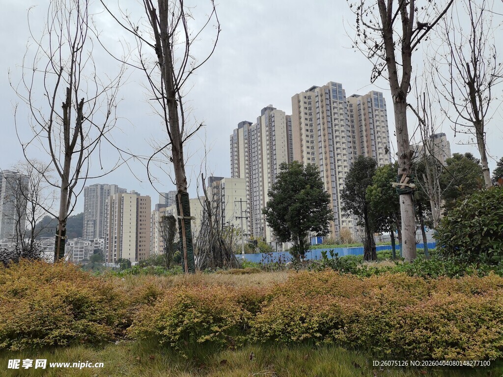 城市远景与近处绿植景观