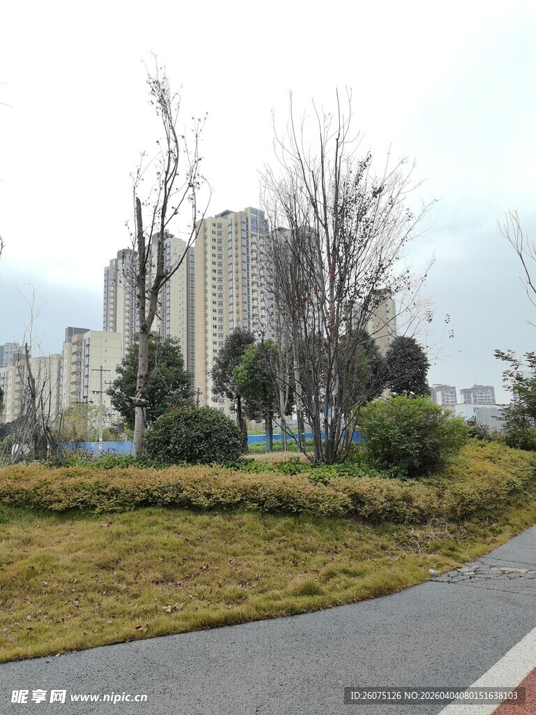 城市道路旁的绿植与建筑