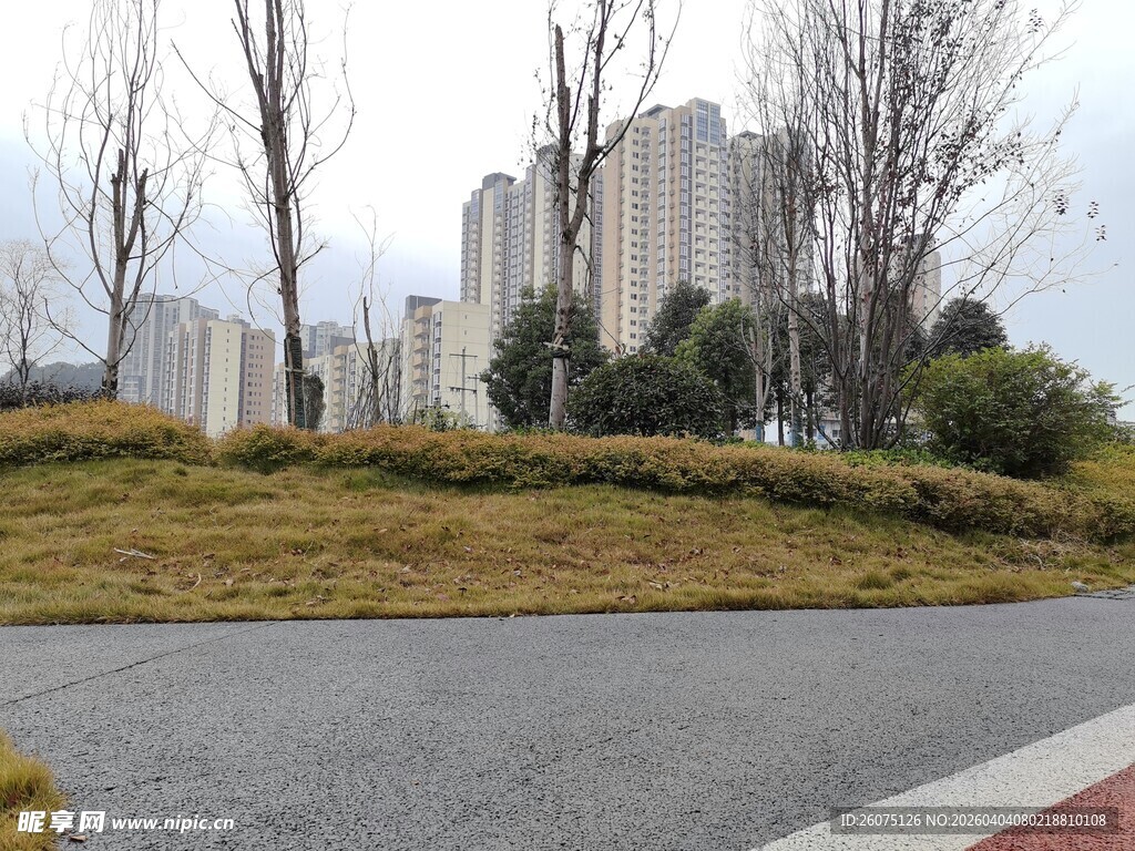 城市道路旁的绿植与高楼