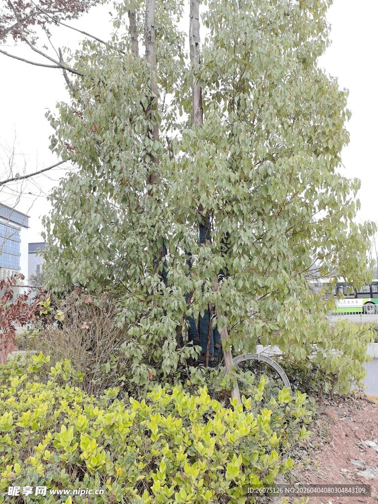 户外绿植旁的自行车停放处